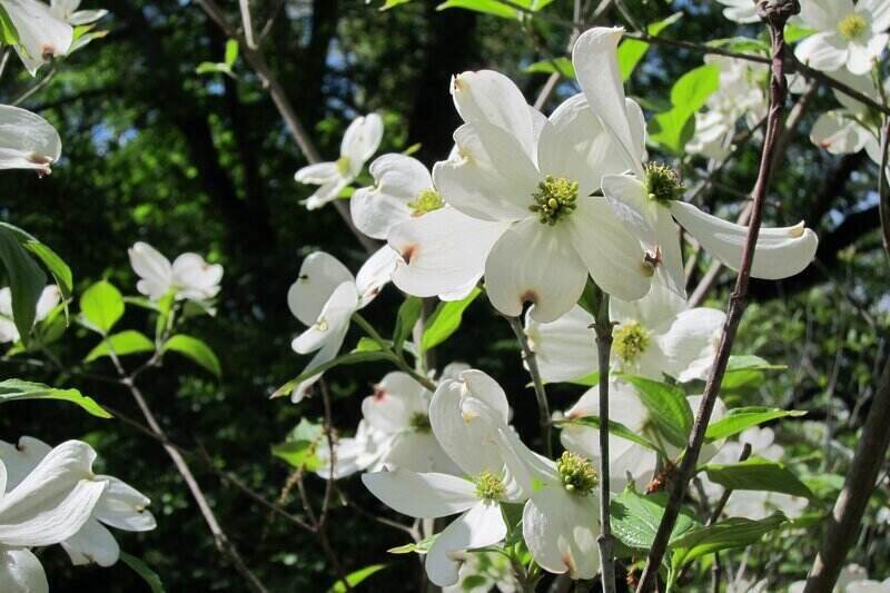 White color dog wood flower