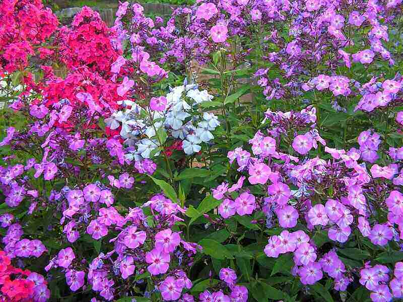Different Color of Garden Phlox Flowers