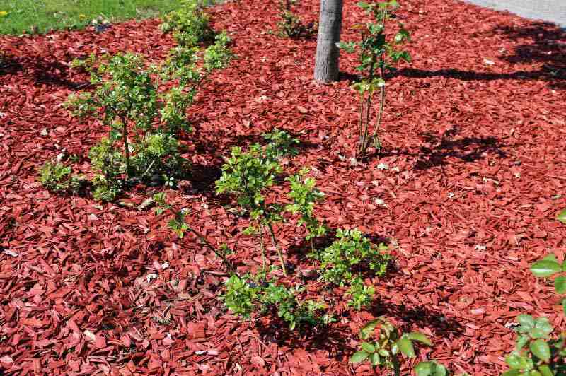 Garden with red bark mulch