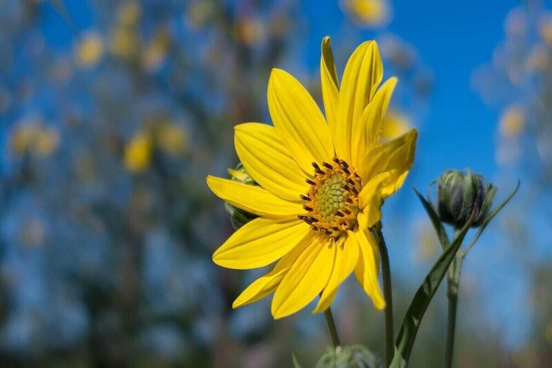 Gaint Sunflower