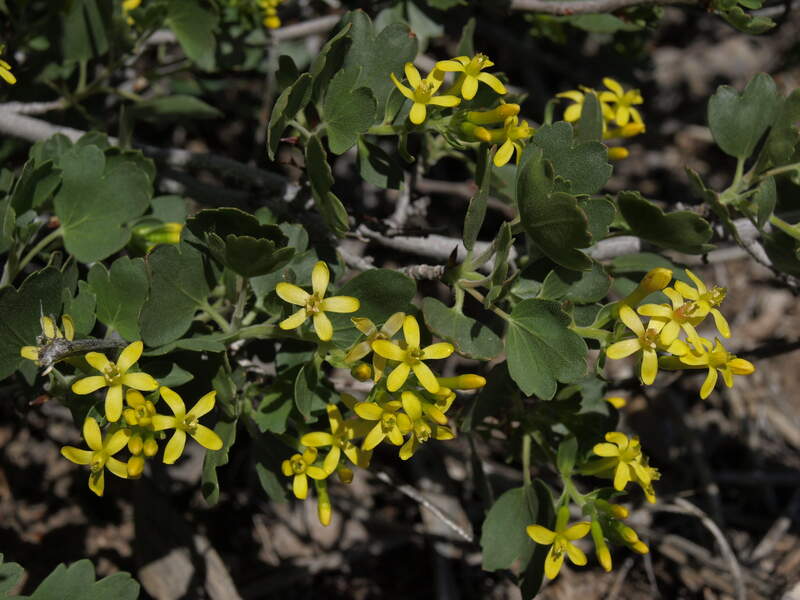 closeup image of Golden Currant plant