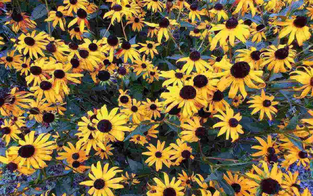 10 Great Perennials for Your Delaware Landscape