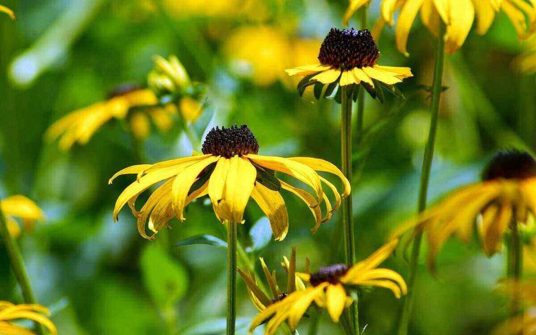 12 Great Perennials for Your Indiana Landscape