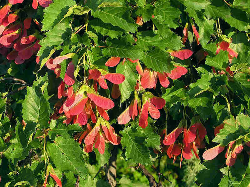 Red Color Leaves hot wings maple tree