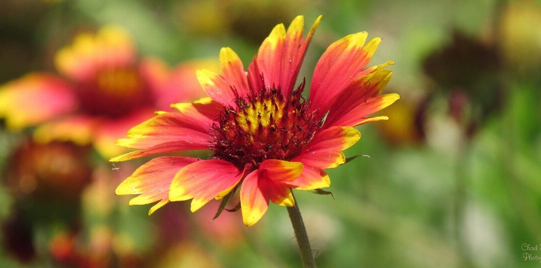 11 Best Native Plants for New Mexico