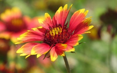 11 Best Native Plants for New Mexico