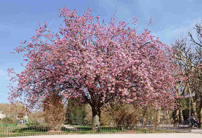 Pink Color Japanese Cherry blossom tree