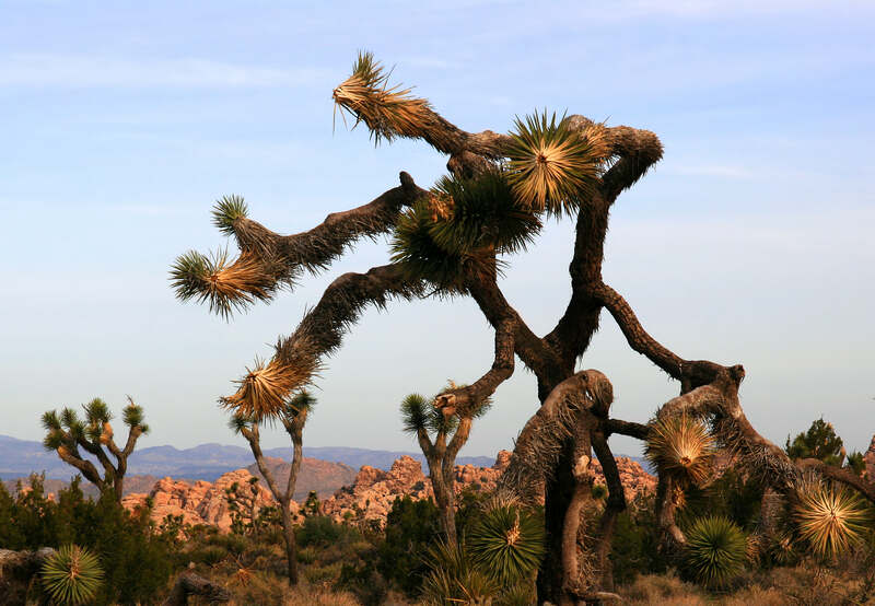 a tree in the desert