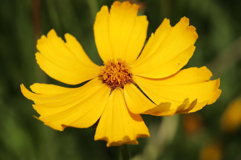 Yellow Color flower with blur background