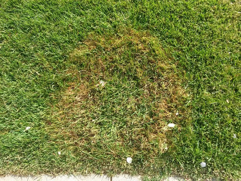 Fungal Disease in Green Lawn