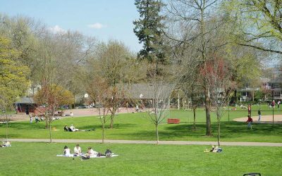 5 Best Grass Seeds for Oregon