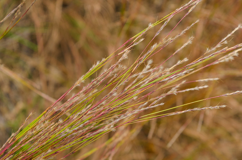 Brown color grass 
