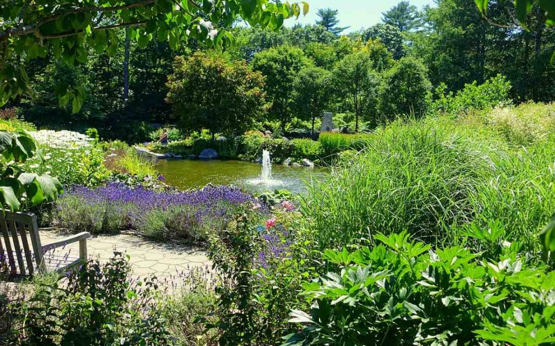 11 Best Native Plants for New England