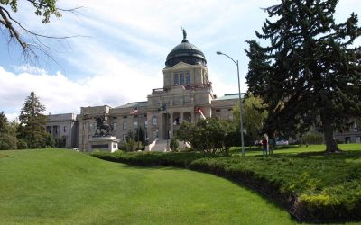 7 Best Grass Types for Montana
