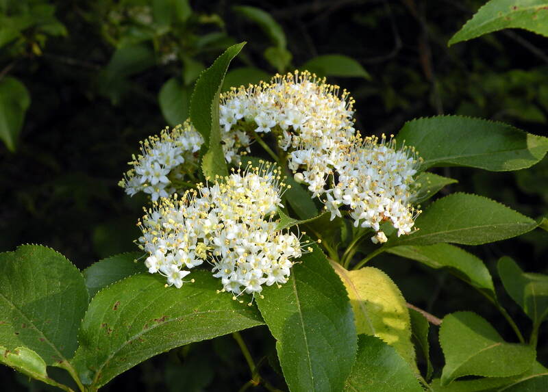 closeup image of nannyberry plant