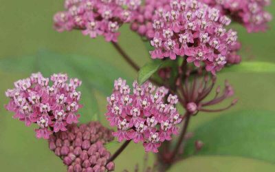 16 Native Plants That Will Transform Your Missouri Yard