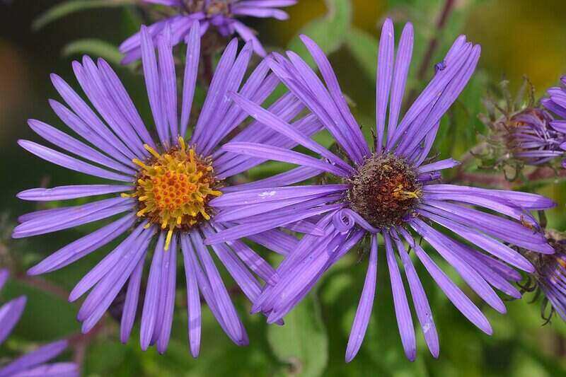 Purple Color New England Aster flower