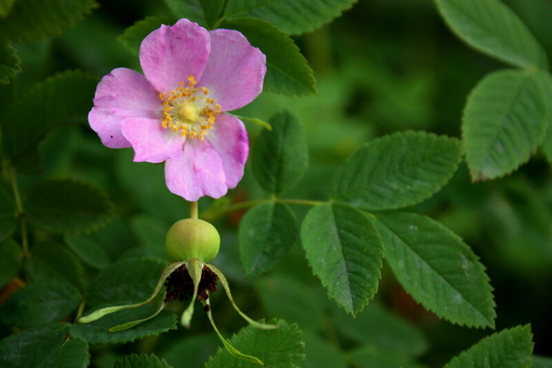 a close-up image of nootka rose