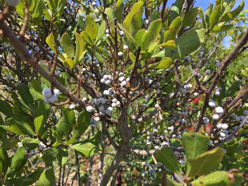 closoeup image of Northern Bayberry plant