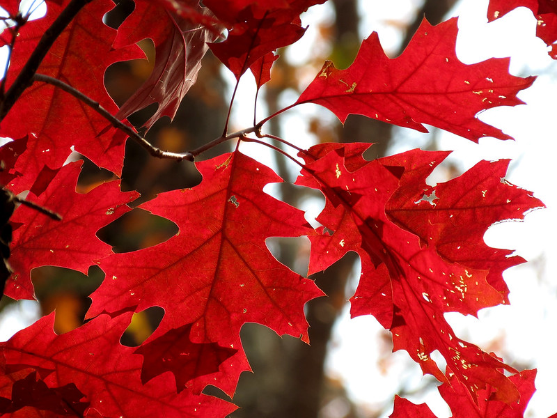 Northern Red Oak Tree Leaves