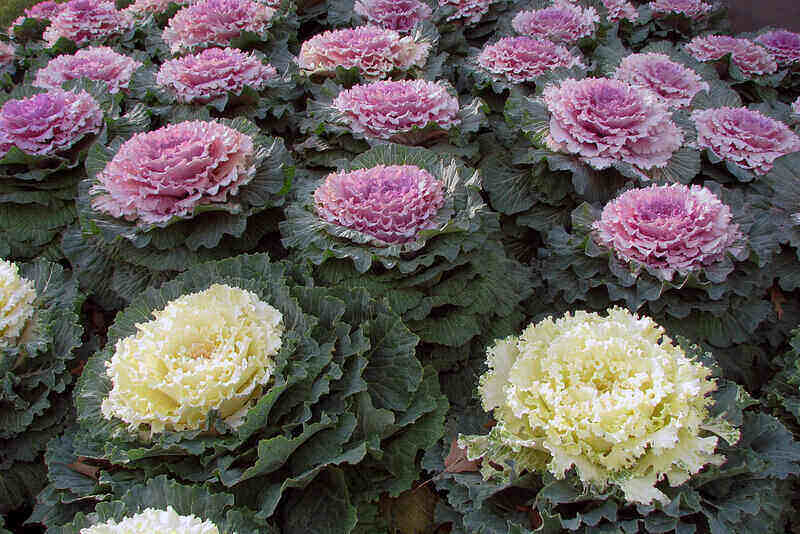 Different color ornamental kale and cabbage