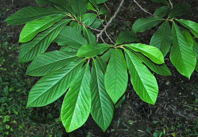 Green Color Leaves