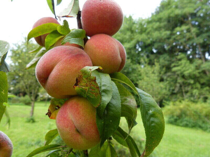 Peach on tree branch with leaves