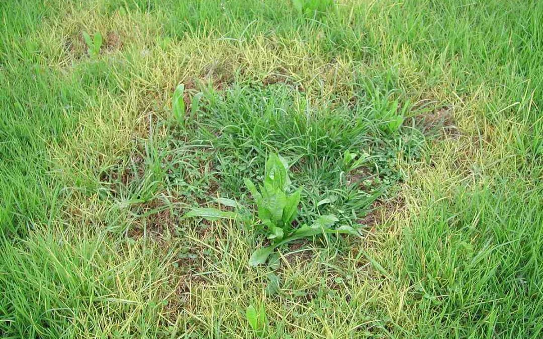 How to Identify Common Lawn Care Problems in Austin, TX