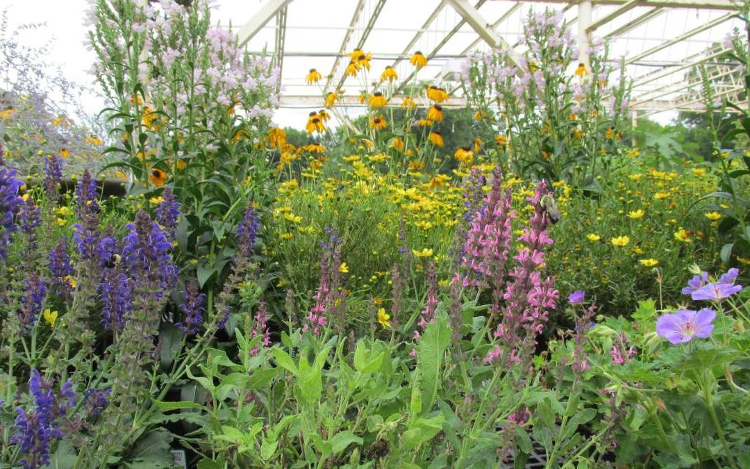 10 Great Perennials for Your North Carolina Landscape