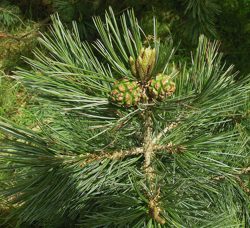 green color pinyon pine tree