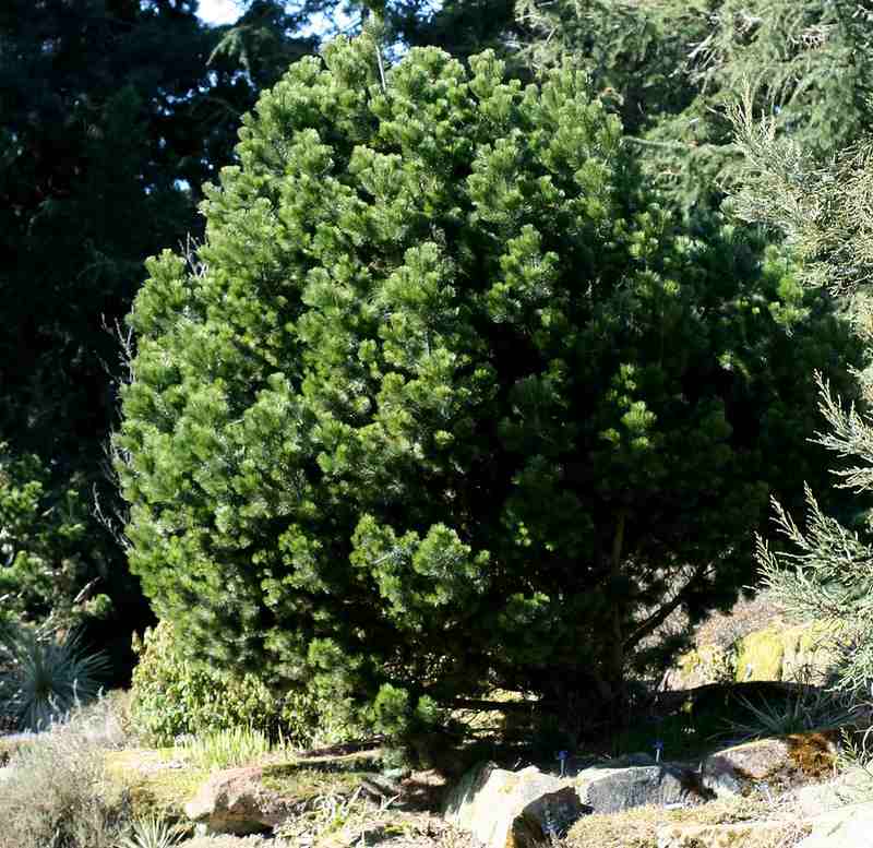 Pinyon Pine