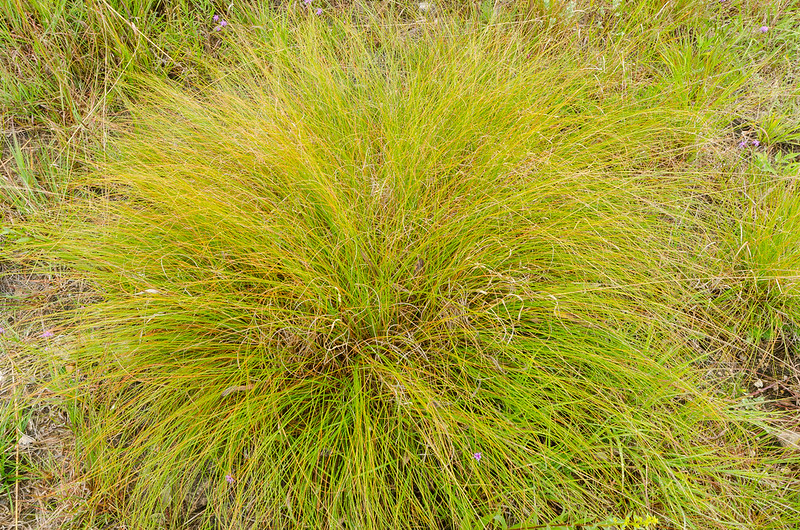 Green Color Grasss Bush
