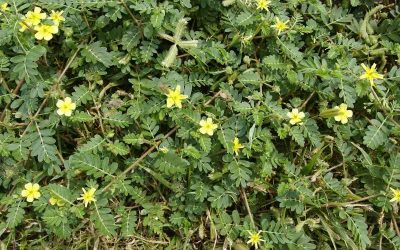 7 Worst New Mexico Weeds
