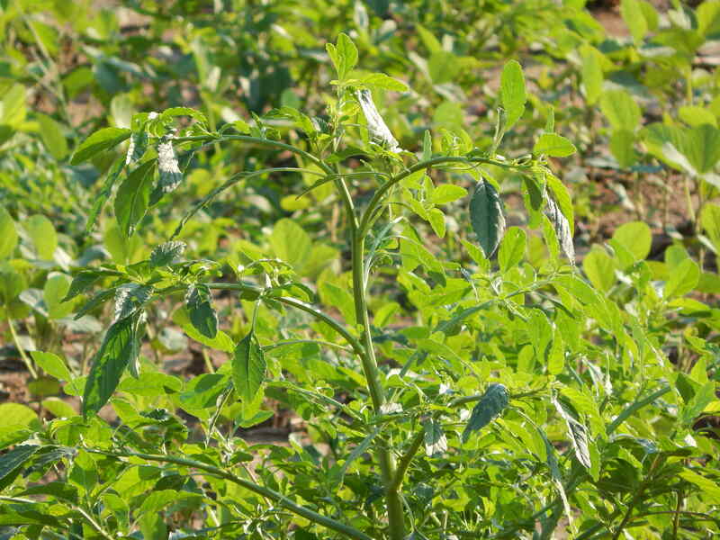 closeup image of ragweed