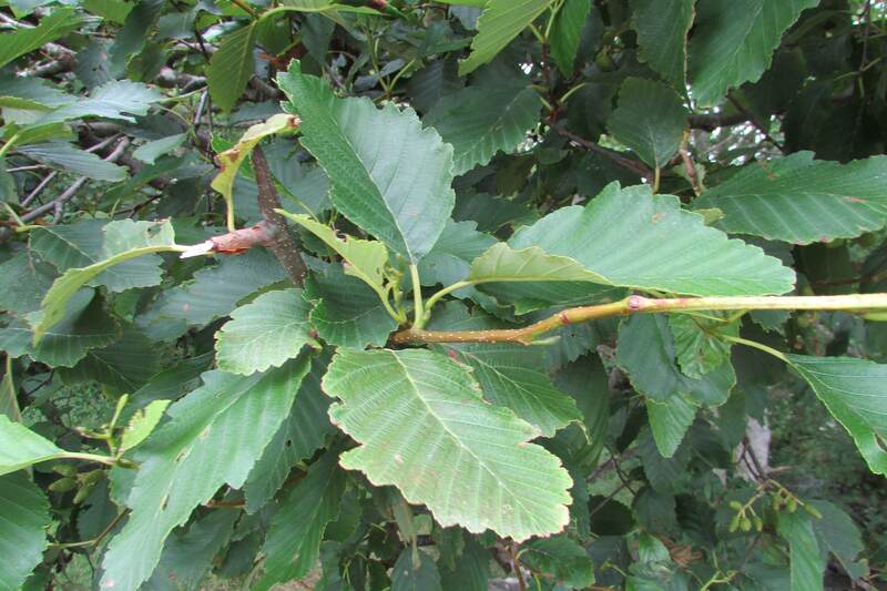 closeup image of red alder plant