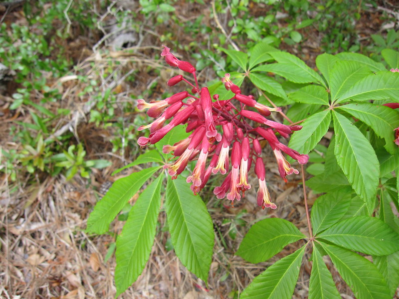 Red Color Flower with Green Leaves