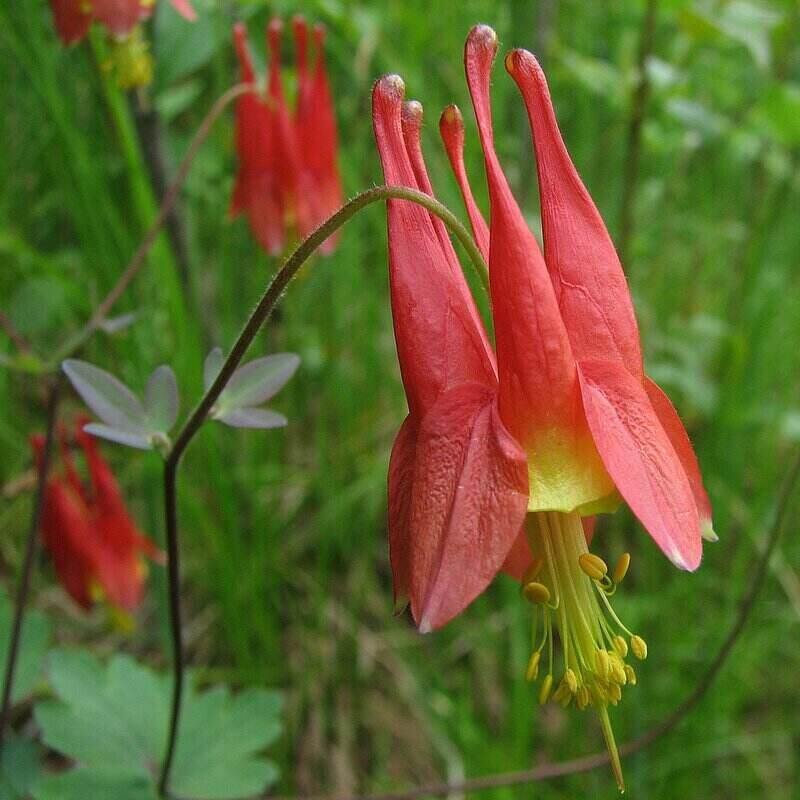 Red Color Columbine Flower