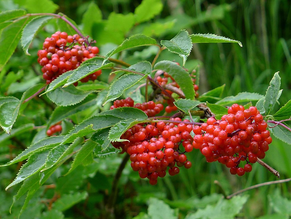 Red Color Elder Berry