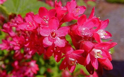 10 Best Native Plants for Oregon