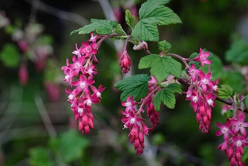 Pink Color Flowers with green leaves