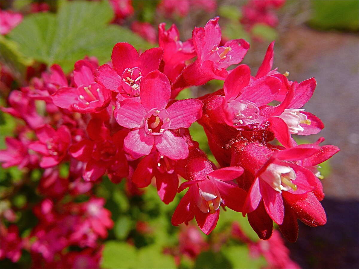 closeup image of Red Flowering Currant plant