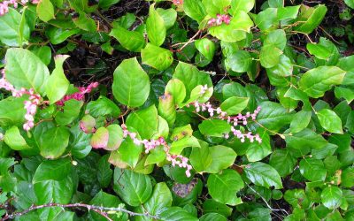 10 Best Native Plants for Washington