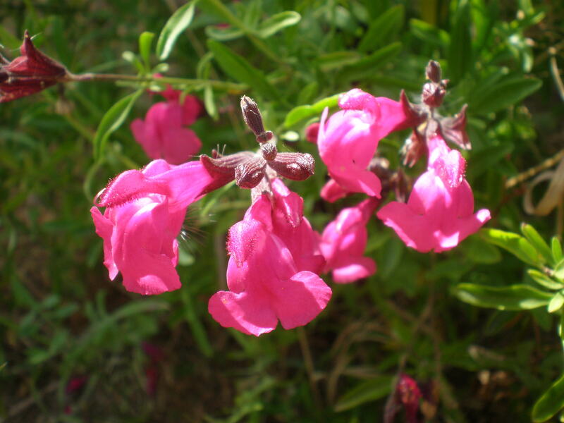 pink flowers of autumn sage