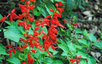 21 Best Native Plants for Florida
