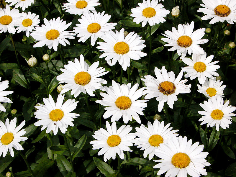 White color daisy flower