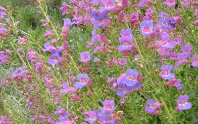 9 Best Native Plants for California