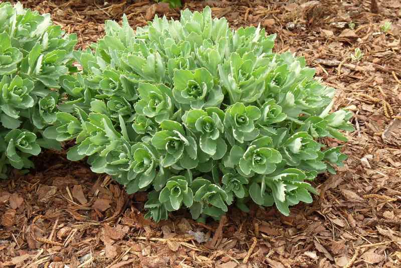 Showy stonecrop