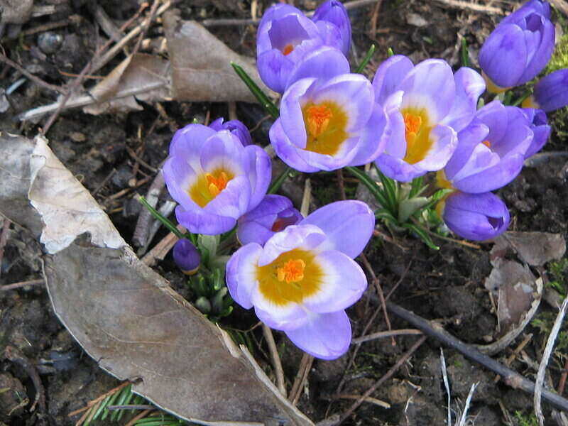 Purple color siebers flower