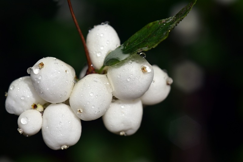 closeup image of snowberry
