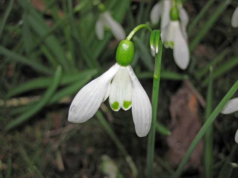 White color Snowdrop flower